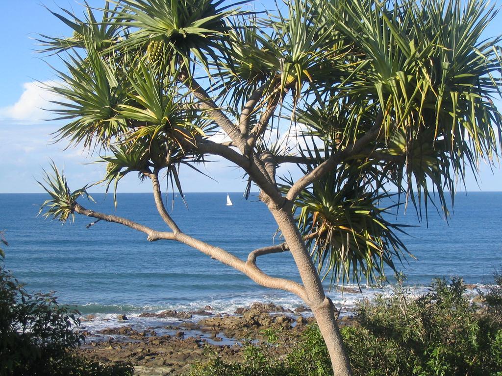 Headland Tropicana Resort Alexandra Headland Luaran gambar